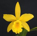 Blc. Golden Tang 'Angel Orchids No. 3'